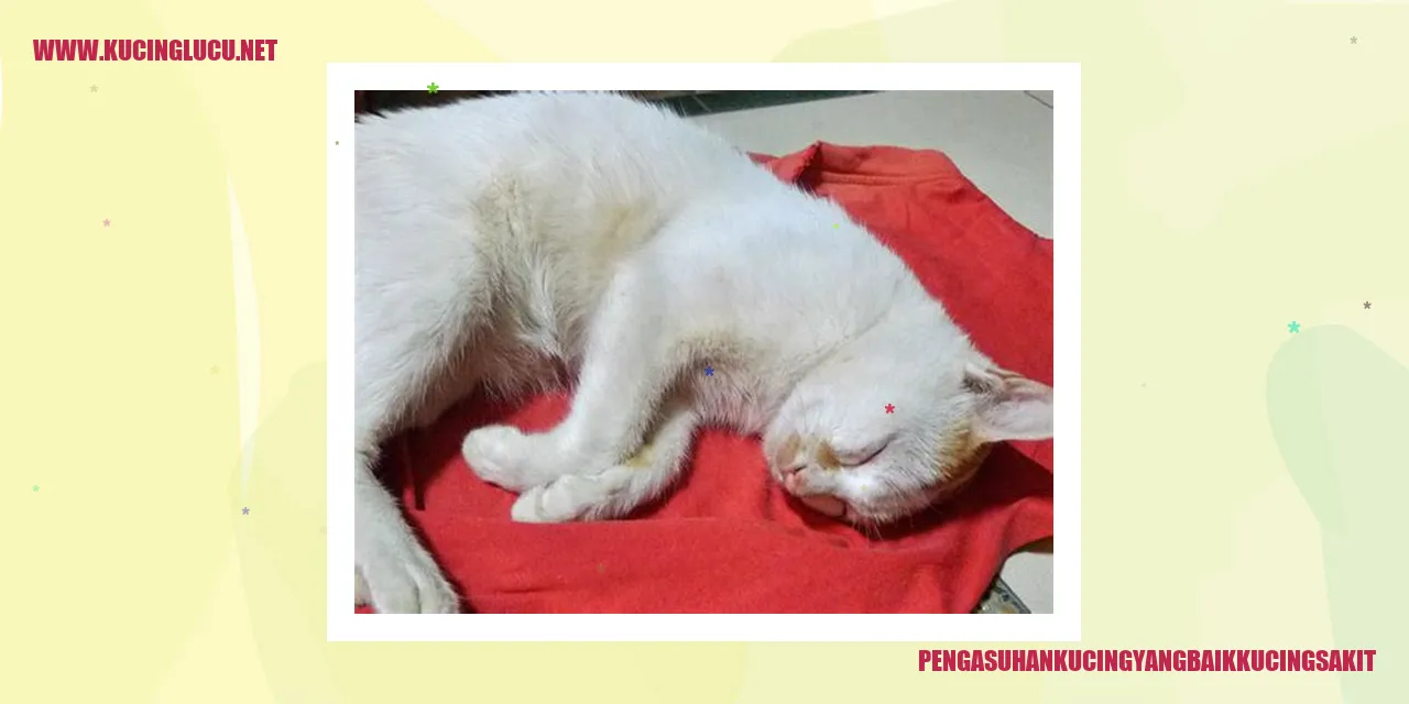 Kucing Sakit yang Tidak Mau Makan atau Minum