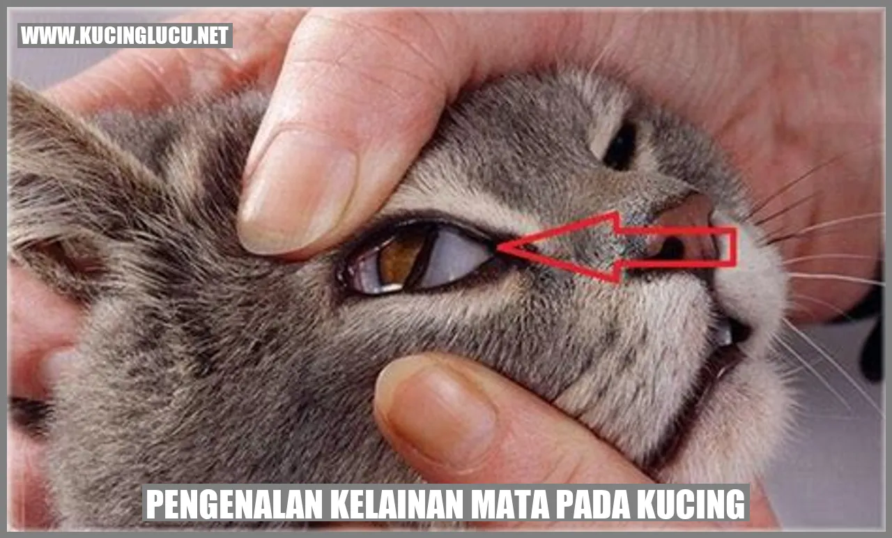 Kelainan mata pada kucing