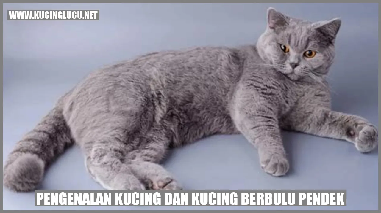 Kucing dengan Bulu Pendek
