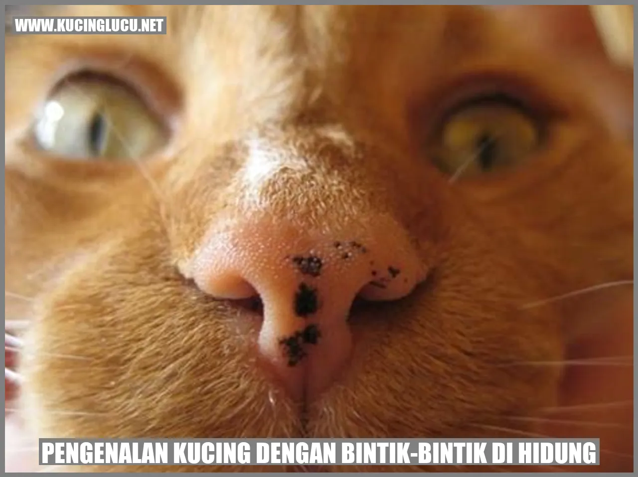 Kucing dengan Bintik-Bintik di Hidung