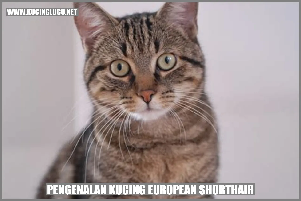 Pengenalan Kucing European Shorthair