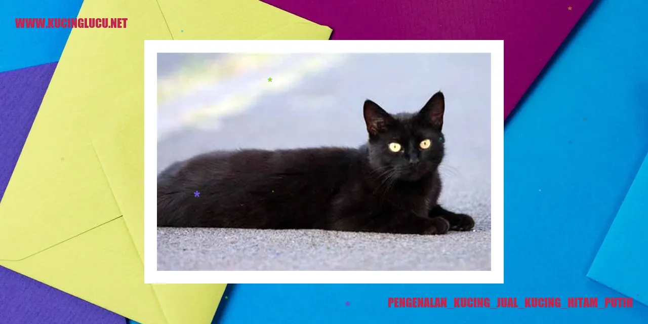 Gambar Kucing Hitam Putih