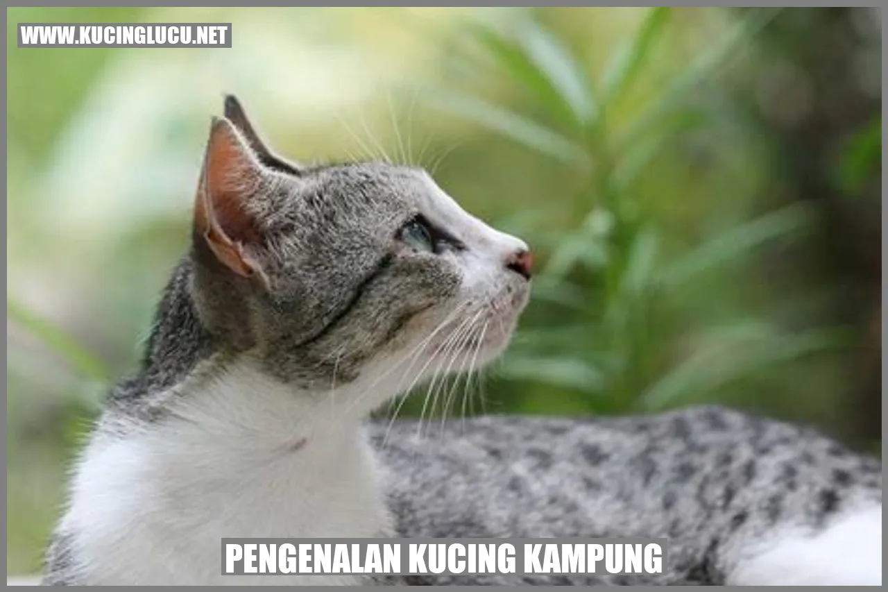 Pengenalan kucing kampung