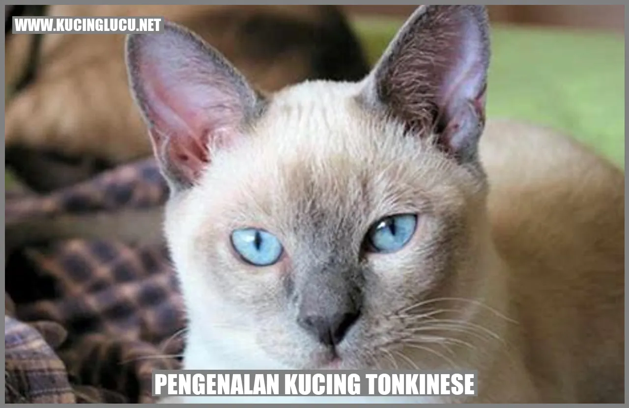 Pengenalan Kucing Tonkinese