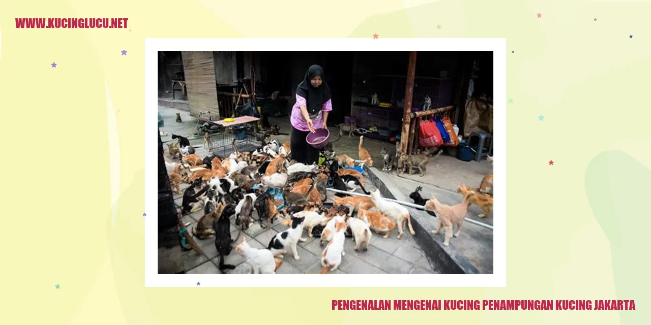 Gambar kucing penampungan di Jakarta