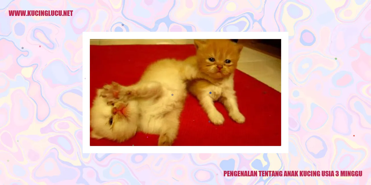 Gambar Anak Kucing Usia 3 Minggu