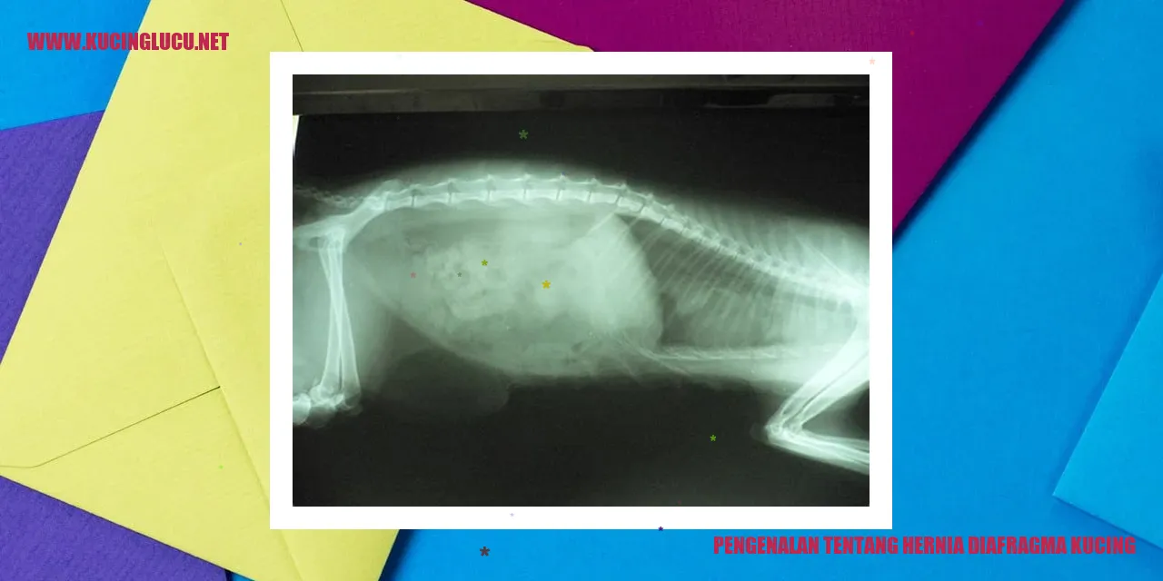 Gambar Kucing dengan Hernia Diafragma