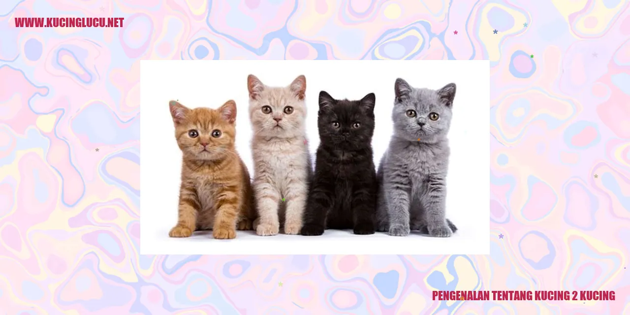 gambar kucing persia dan kucing siam