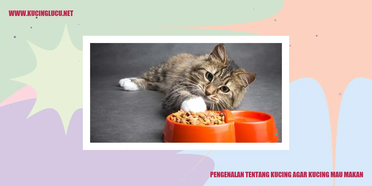 Kucing yang Lucu
