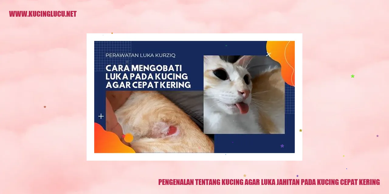 Gambar Kucing Lucu
