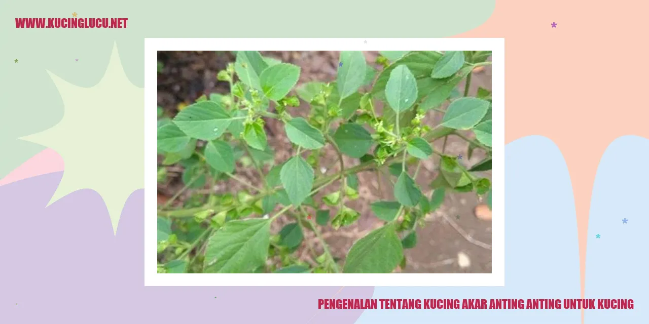 Kucing akar anting anting