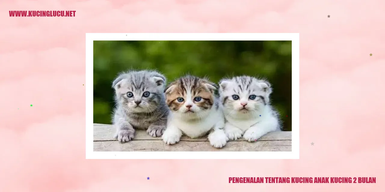 Anak Kucing 2 Bulan