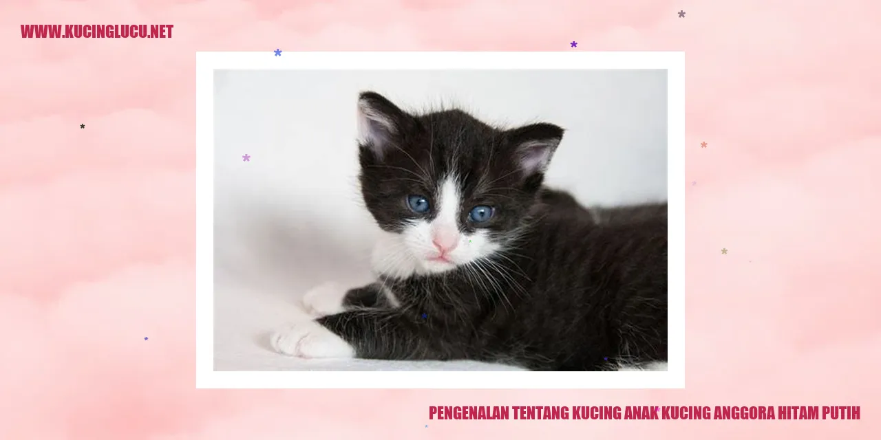 Gambar kucing anak dari ras Anggora yang berwarna hitam dan putih