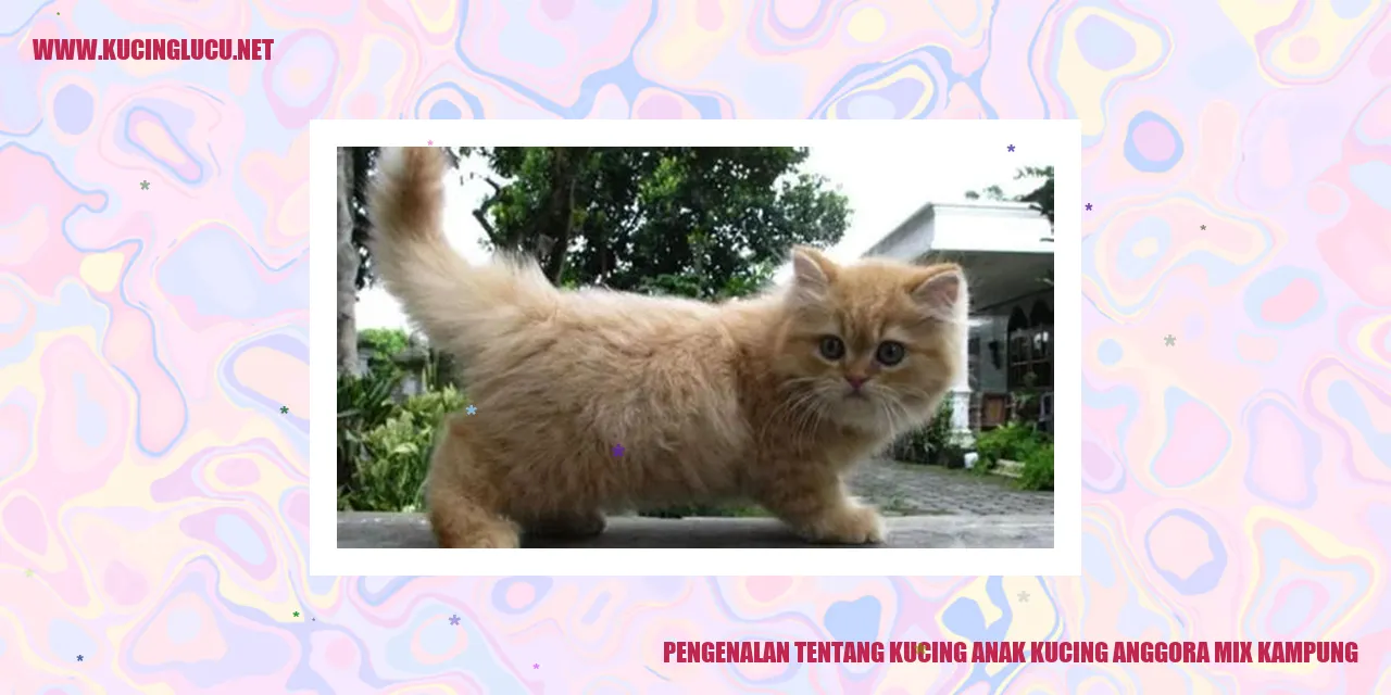 Kucing Anggora Mix Kampung