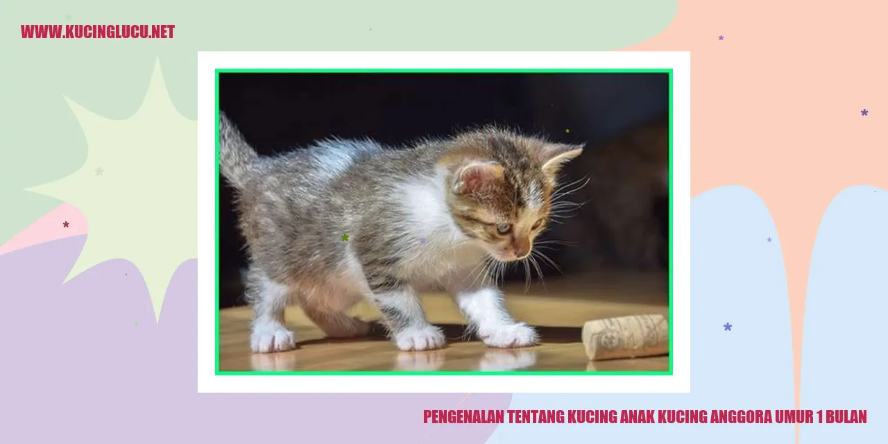 Anak kucing anggora umur 1 bulan