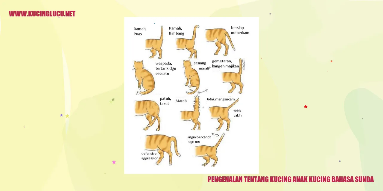 Kucing Anak Kucing Bahasa Sunda