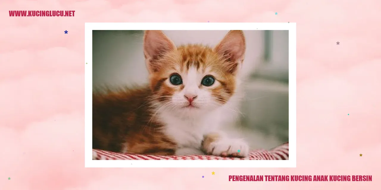 Gambar Kucing