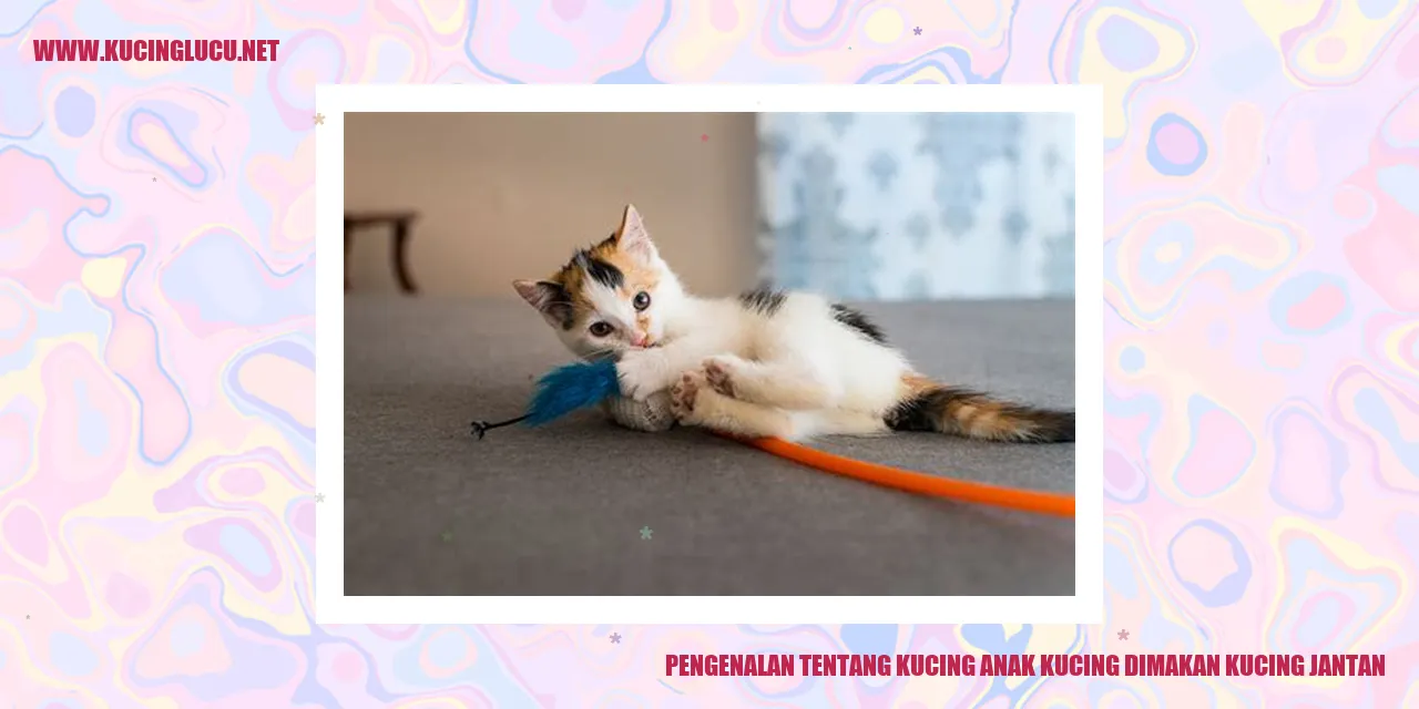 Gambar Kucing Lucu