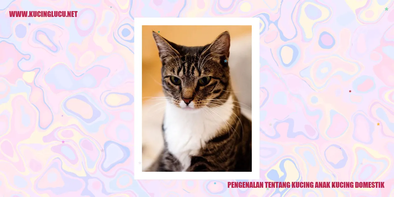 Anak Kucing Domestik