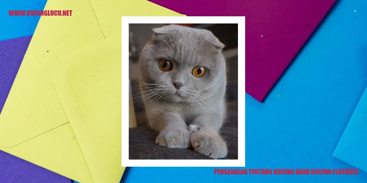 Kucing Anak Kucing Flatnose