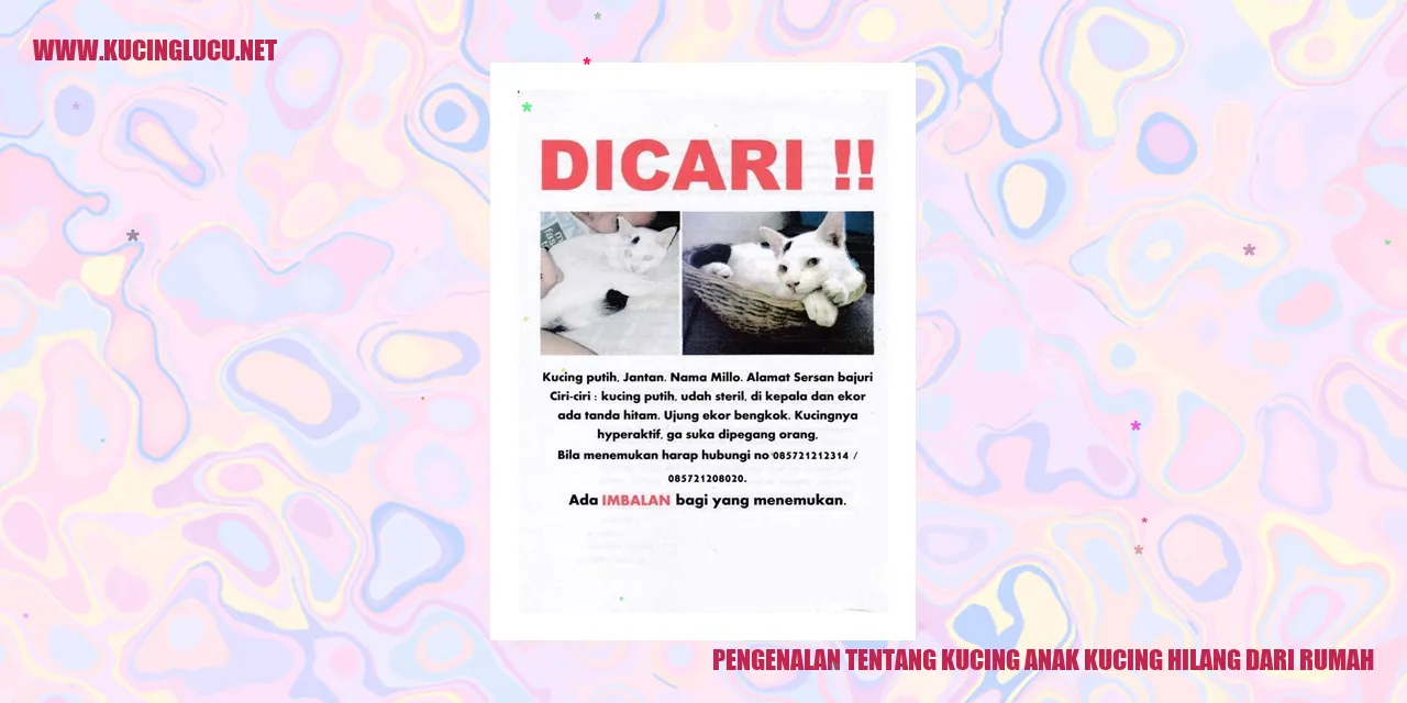 Gambar Kucing Anak yang Hilang dari Rumah