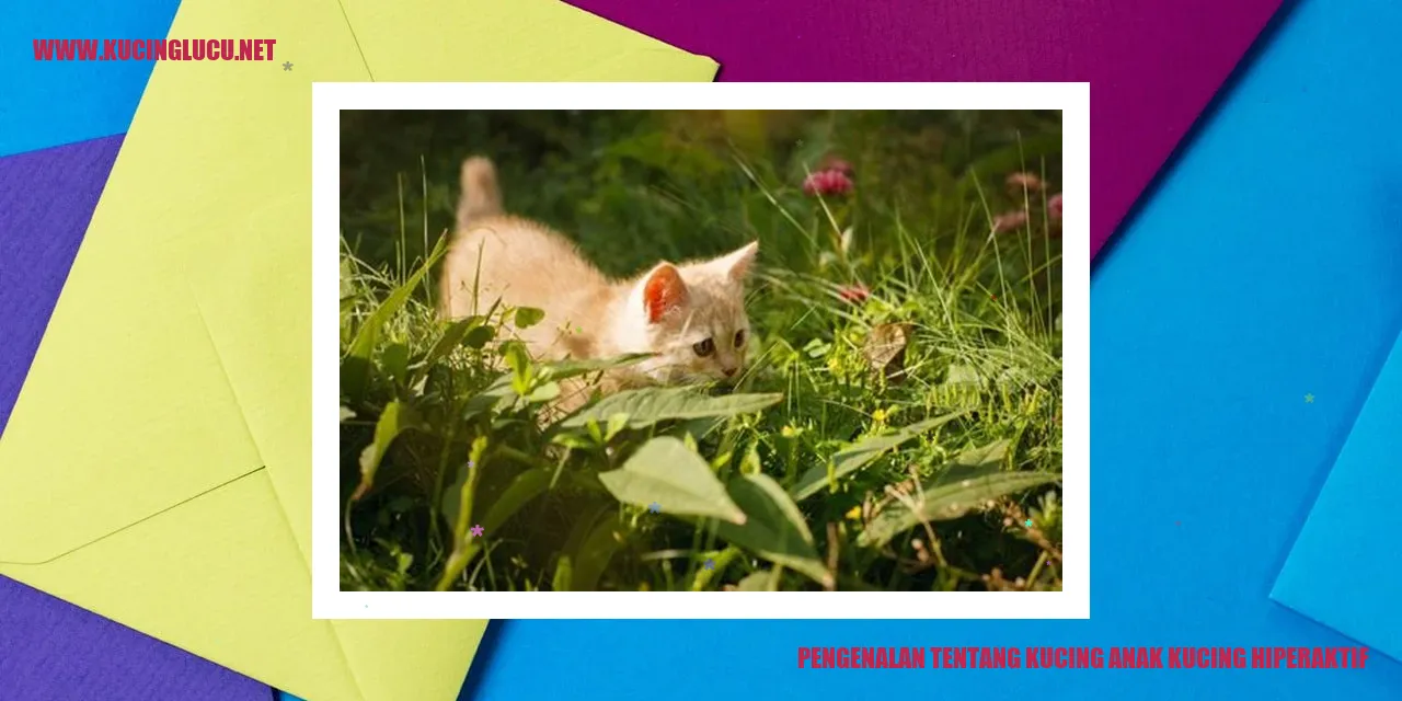 Kucing Aktif
