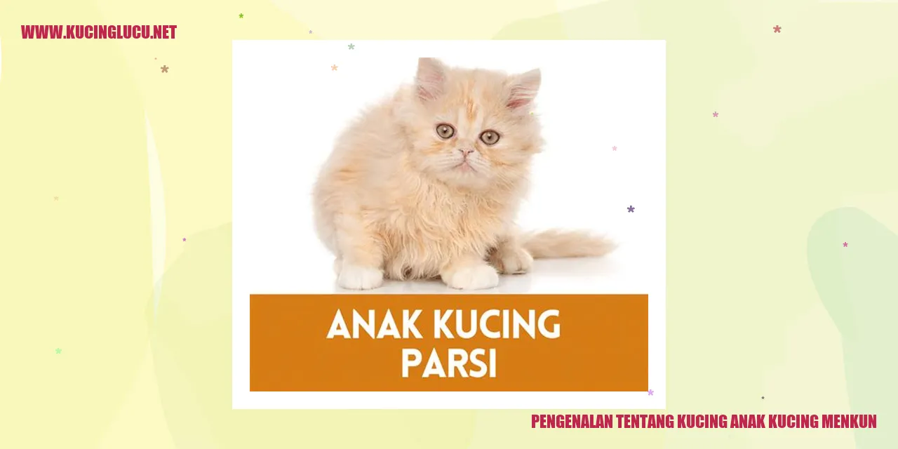 Kucing Anak Kucing Menkun