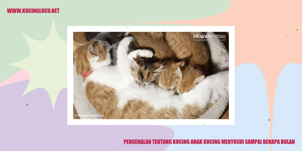gambar anak kucing menyusui