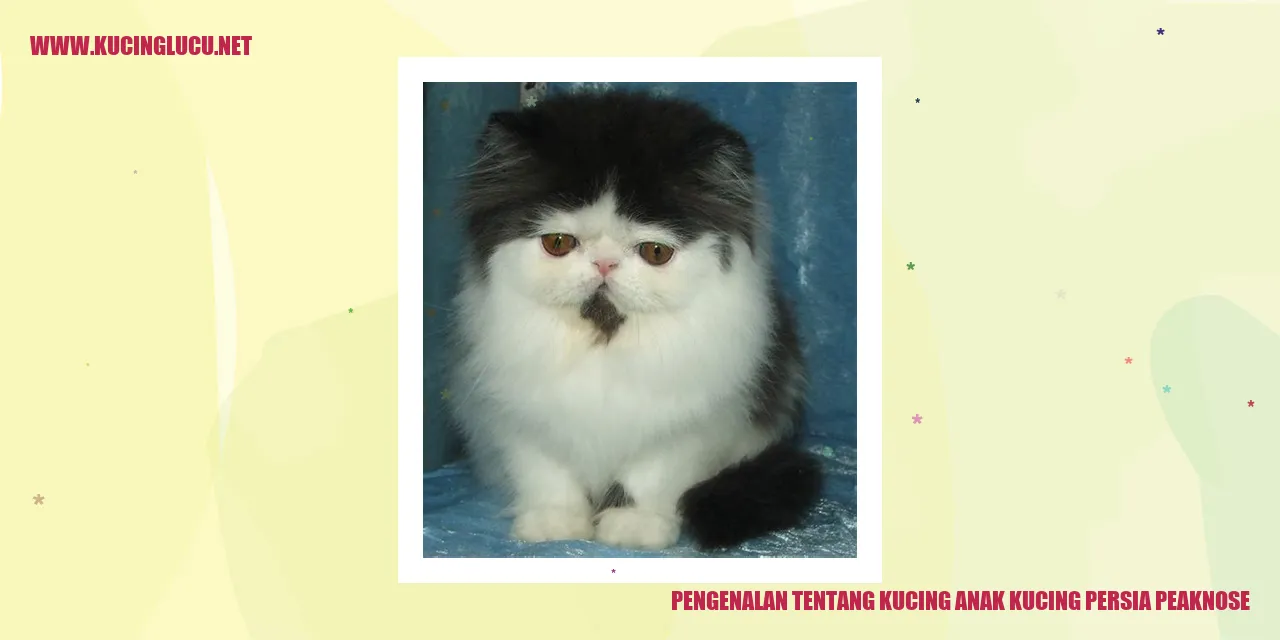 Kucing Persia Peaknose