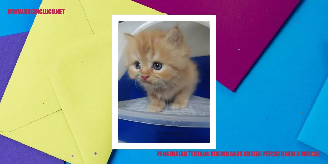 Gambar anak kucing Persia