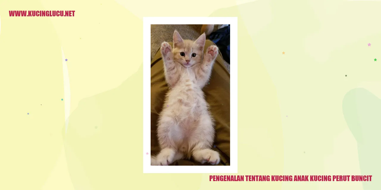 Kucing anak dengan perut buncit
