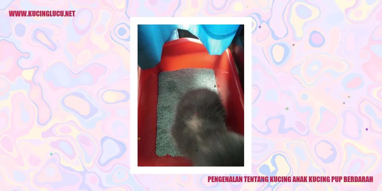 Kucing anak kucing pup berdarah