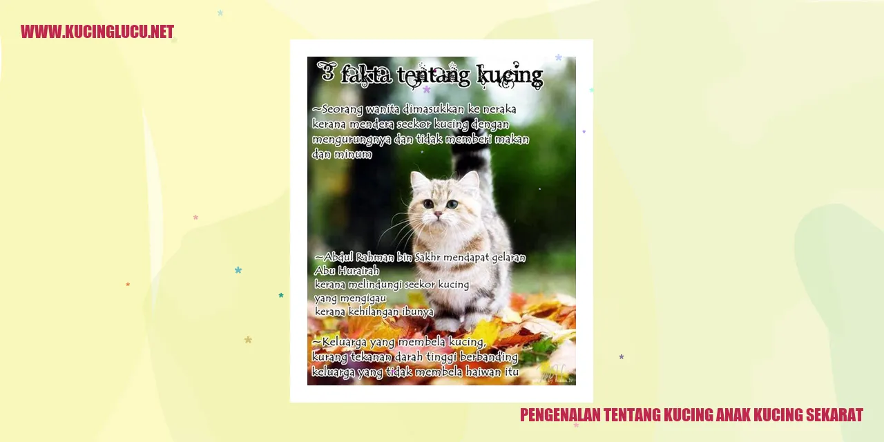 Kucing Anak Kucing Sekarat