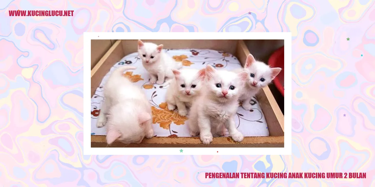 Gambar Kucing Anak Kucing