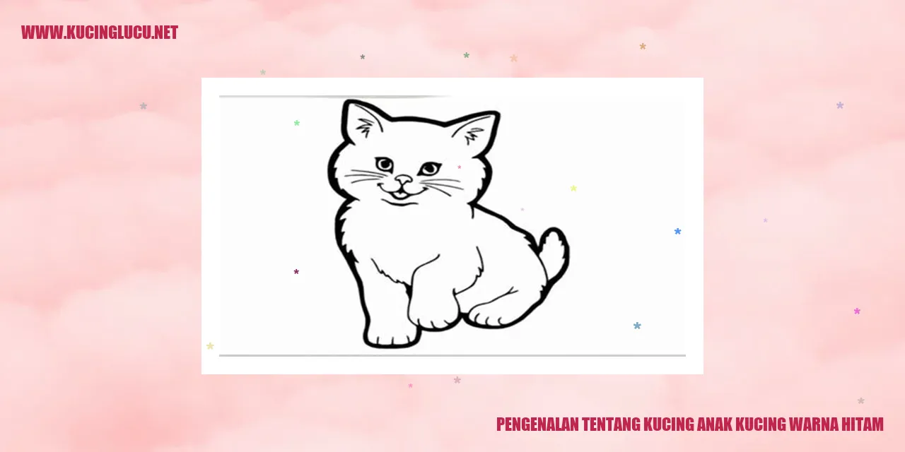 Anak Kucing Berkulit Hitam