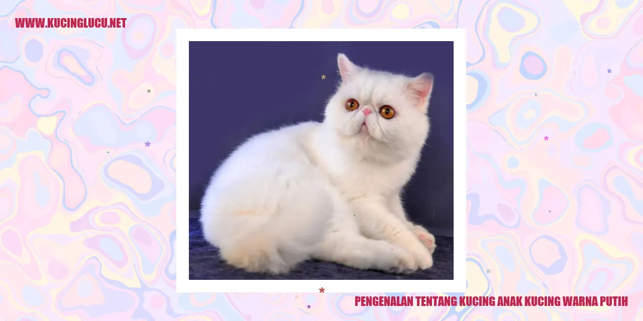 Anak Kucing Warna Putih