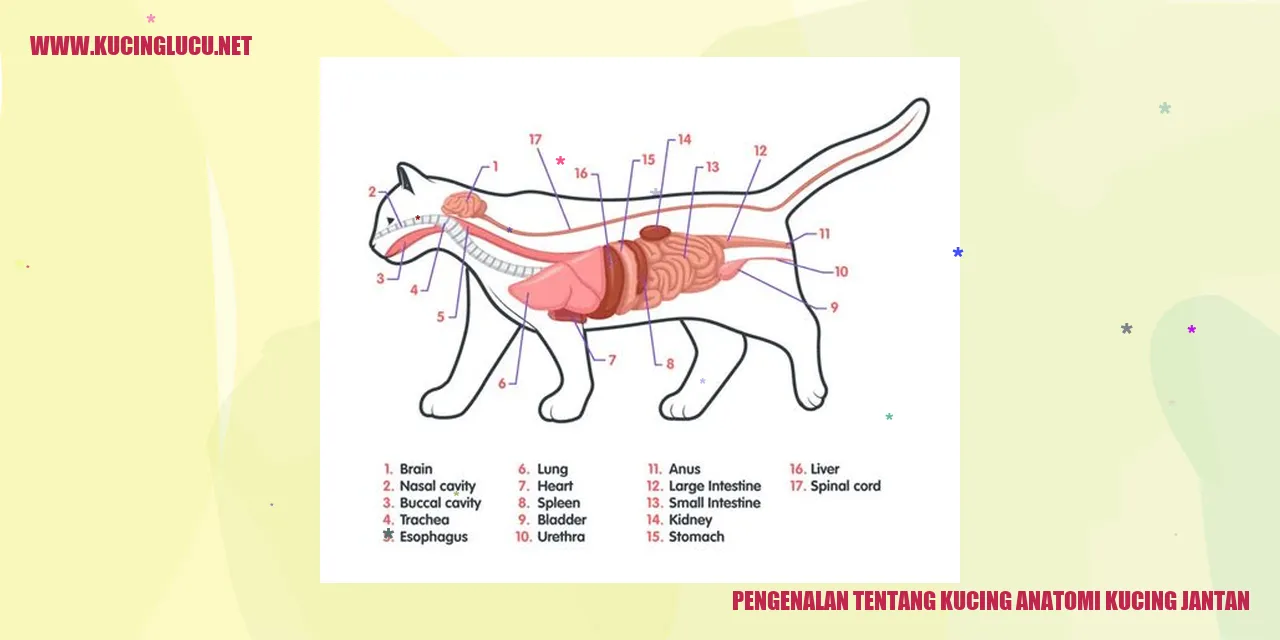 Gambar Kucing Jantan