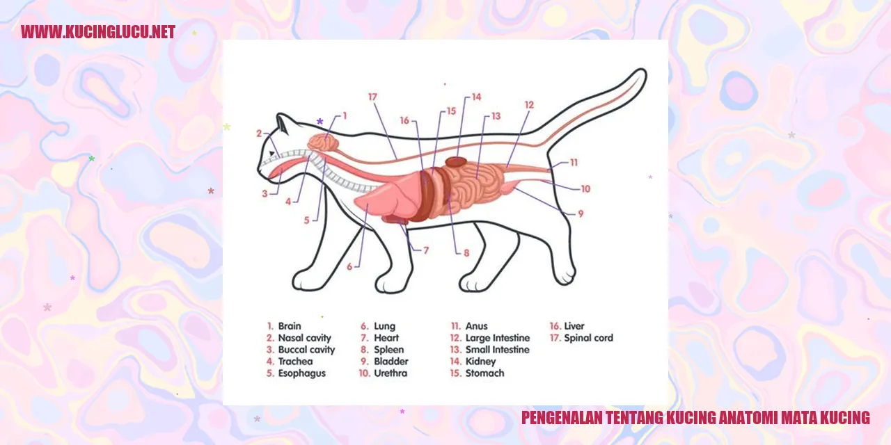 Kucing dengan Mata yang Menakjubkan