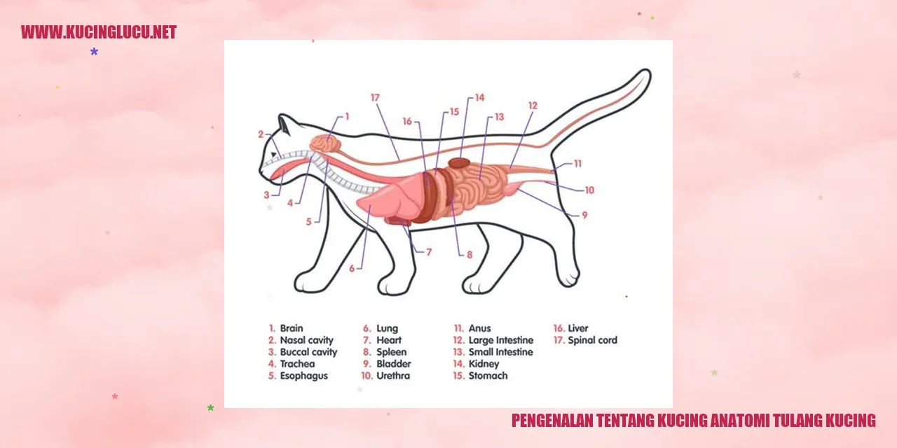 Gambar kucing anatomi tulang