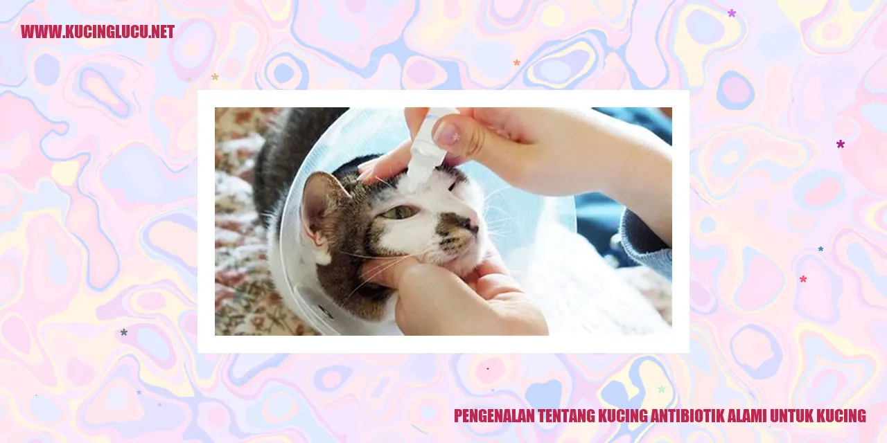Kucing antibiotik alami untuk kucing