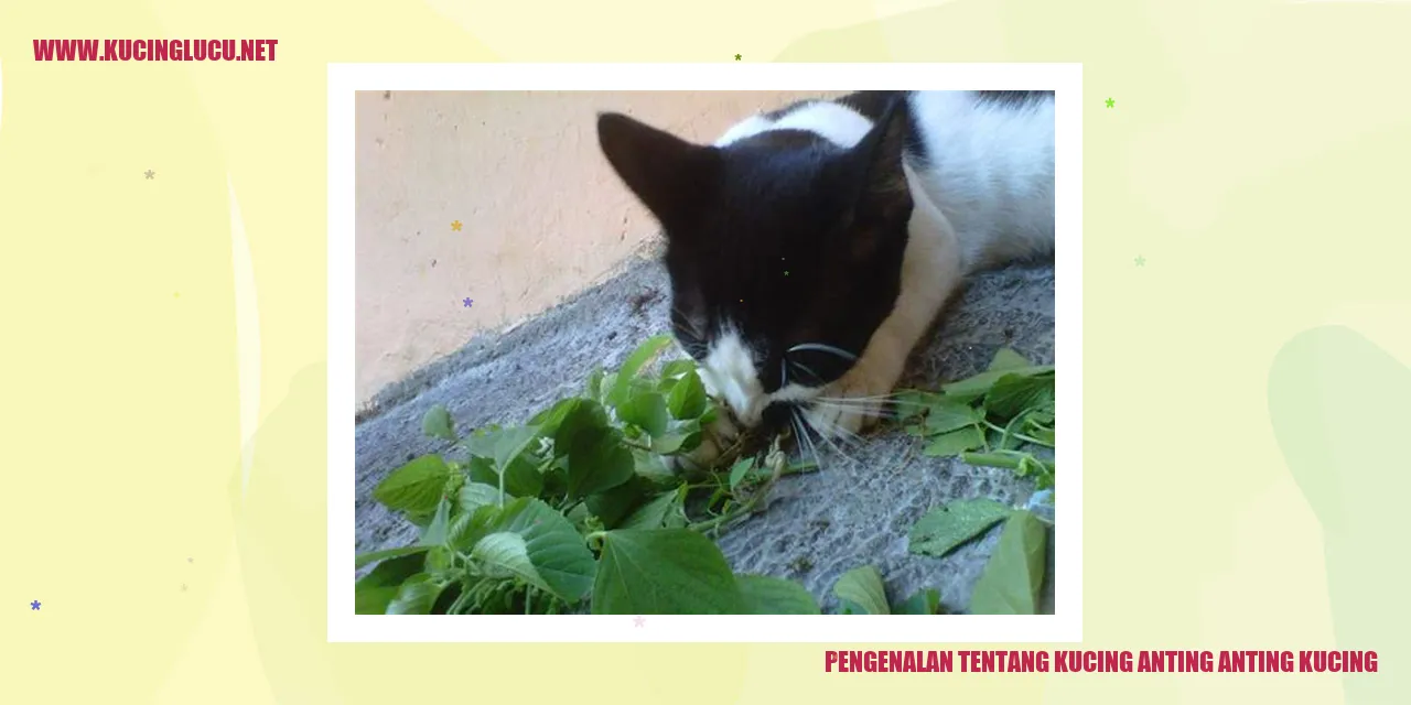 Kucing Anting-Anting