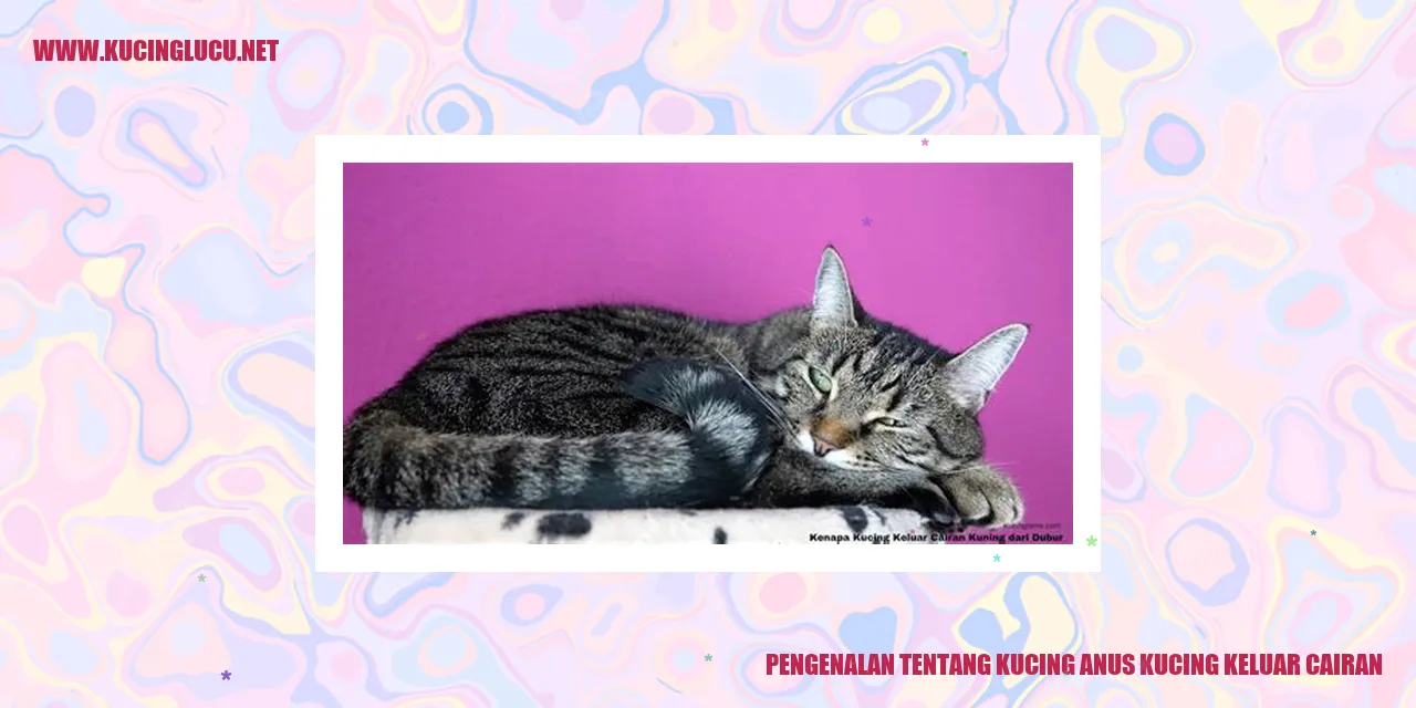 Gambar kucing