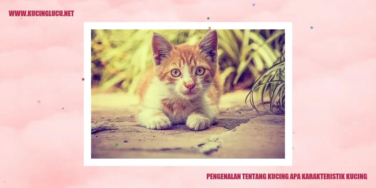Gambar kucing lucu