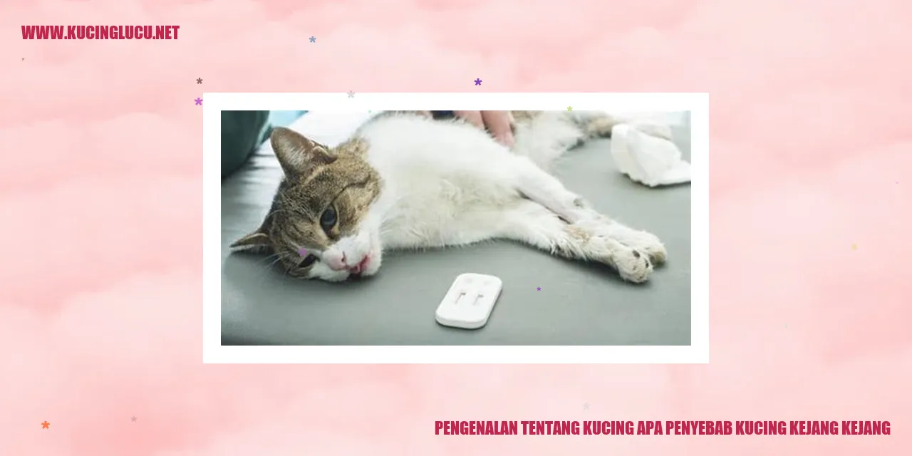 gambar kucing lucu