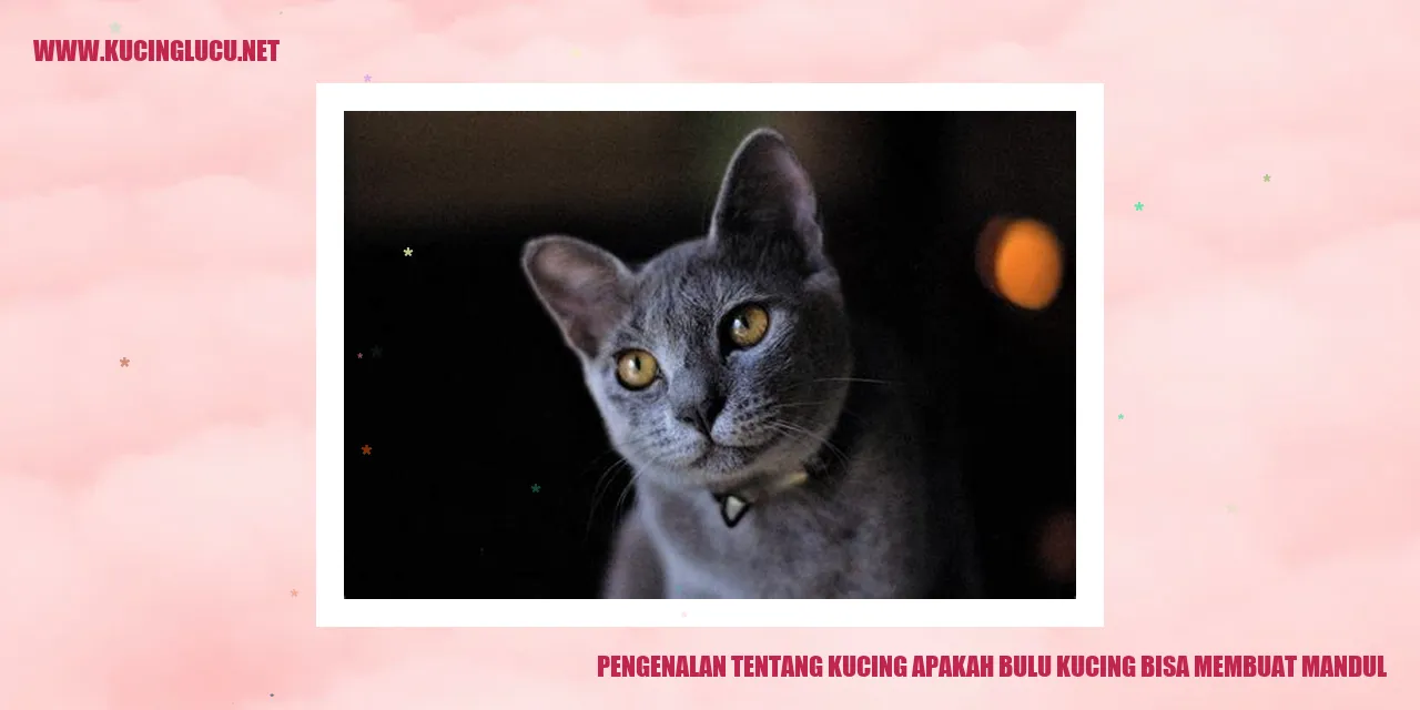 Gambar Kucing