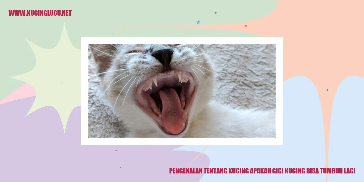 Gambar Kucing