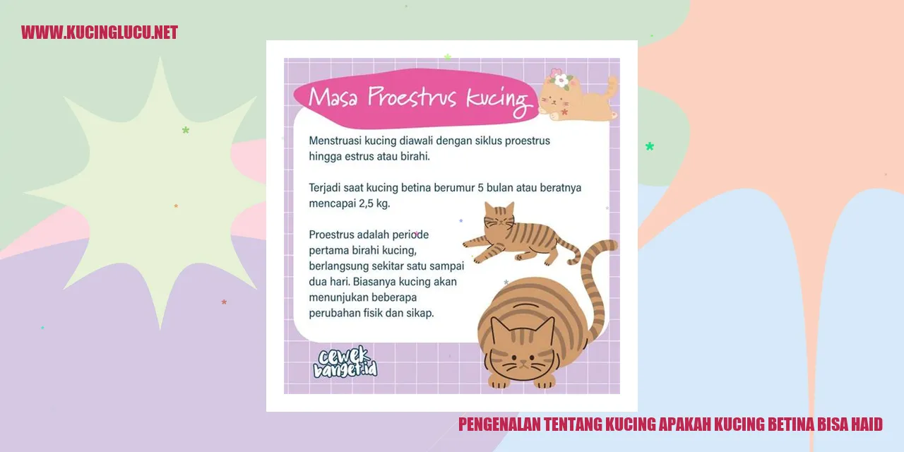 Ilustrasi kucing yang sedang haid