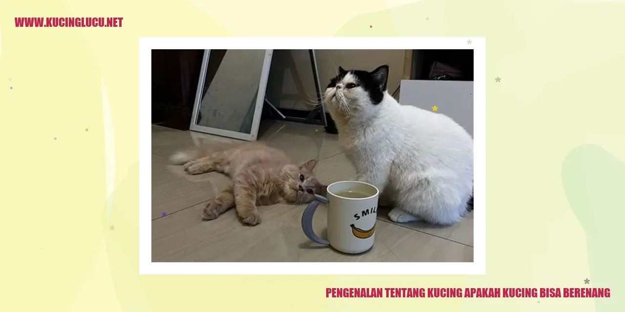 Gambar Kucing
