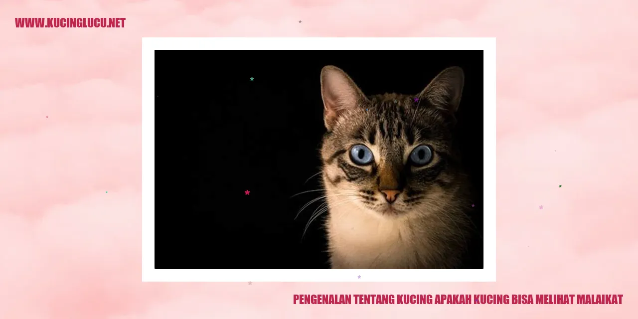 Gambar Kucing