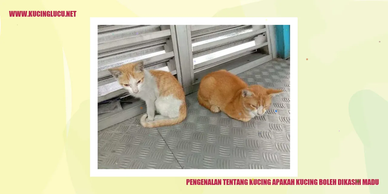 Gambar Kucing